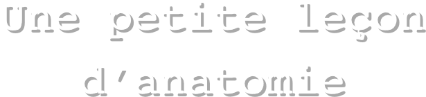 Une petite leçon d’anatomie